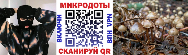 OMG ТОР  купить закладку  Бежецк  Псилоцибиновые грибы GOLDEN TEACHER 